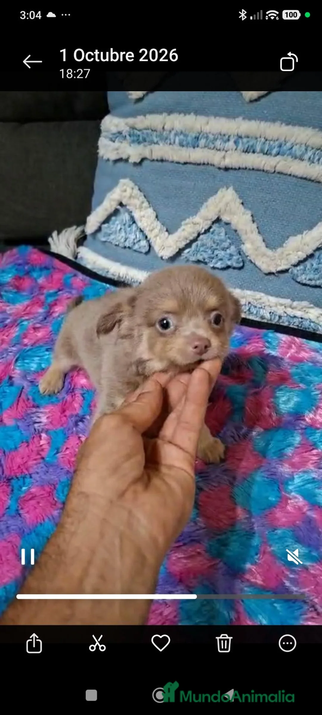 Chihuahua perros en venta: Chihuahua pelo largo en Curtis la Coruña  - Anuncio 3