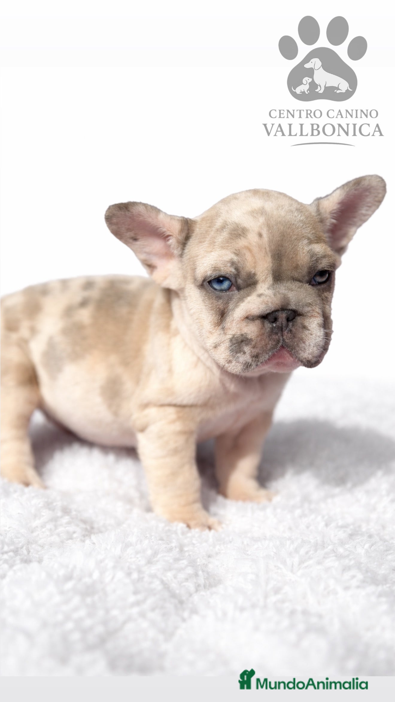 Bulldog Francés perros Bulldog Bip rope - Anuncio 1