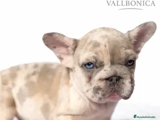 Bulldog Francés perros Bulldog Bip rope - Anuncio 1