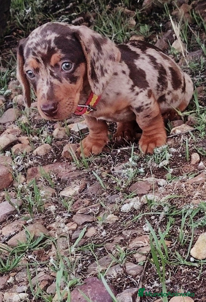 Teckel Miniatura perros Venta de cachorros - Anuncio 2
