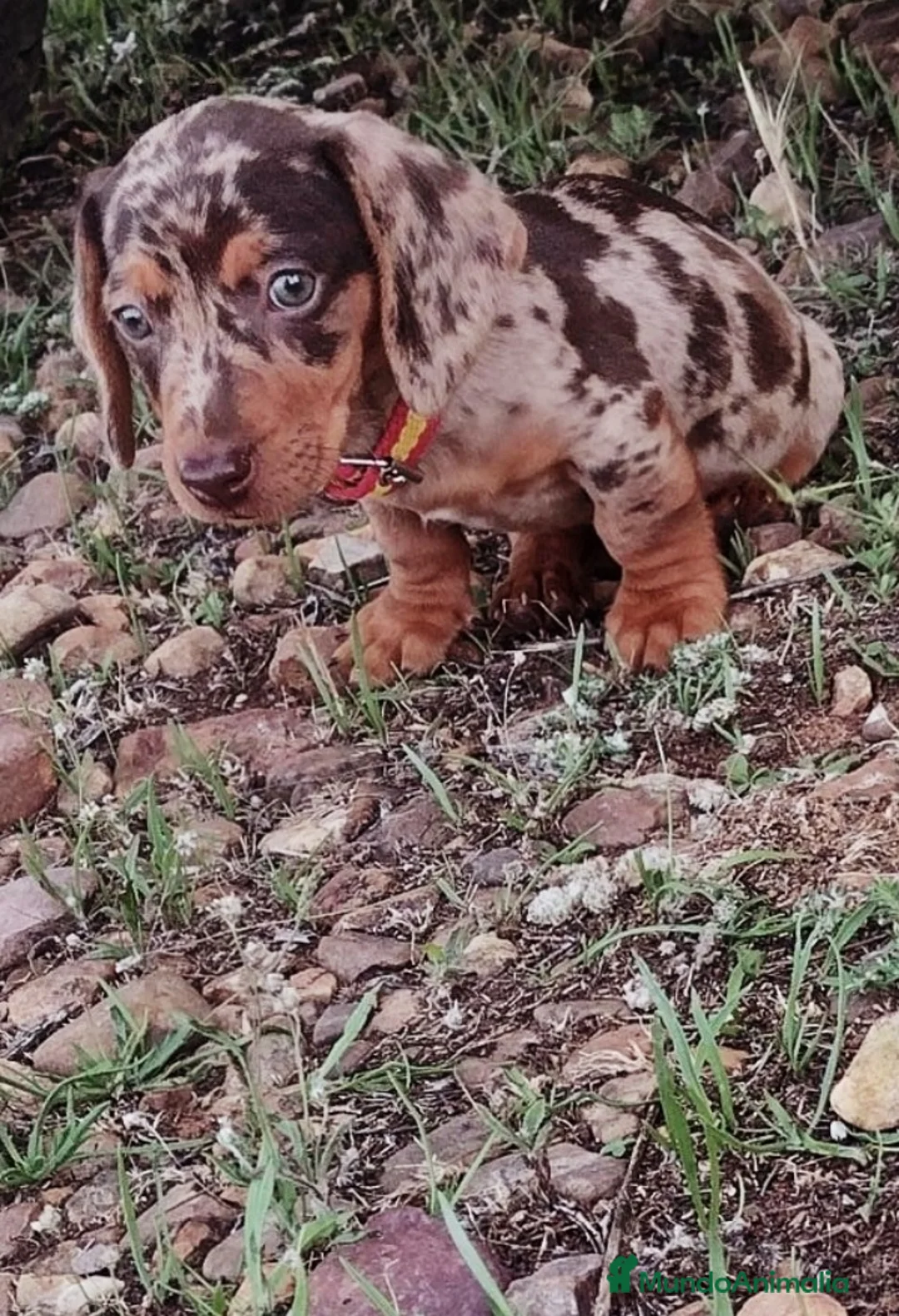 Teckel Miniatura perros en venta: Venta de cachorros - Anuncio 1