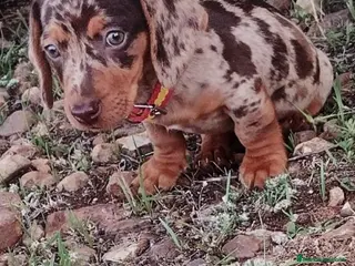 Teckel Miniatura perros Venta de cachorros - Anuncio 2
