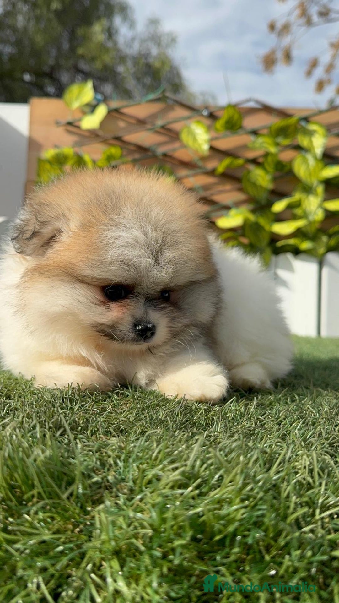 Pomerania perros en venta: POMERANIA HEMBRA DISPONIBLE - Anuncio 17