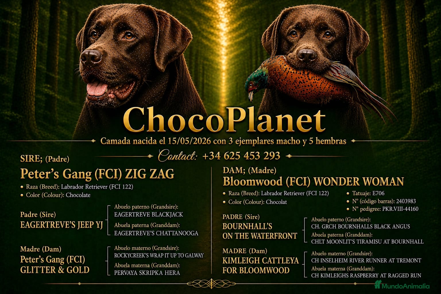 Labrador Retriever perros Labradores chocolates y negros - Anuncio 1