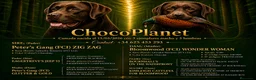 Labrador Retriever perros en venta: Labradores chocolates y negros - Anuncio 1