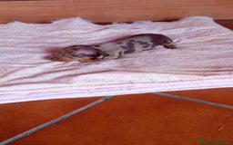 Teckel Miniatura perros en venta: Teckel kaninchen  - Imagen 1