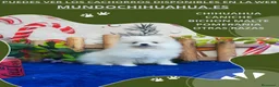 Pomerania perros en venta: IMPRESIONANTES CACHORRITOS DE POMERANIAS  - Anuncio 4