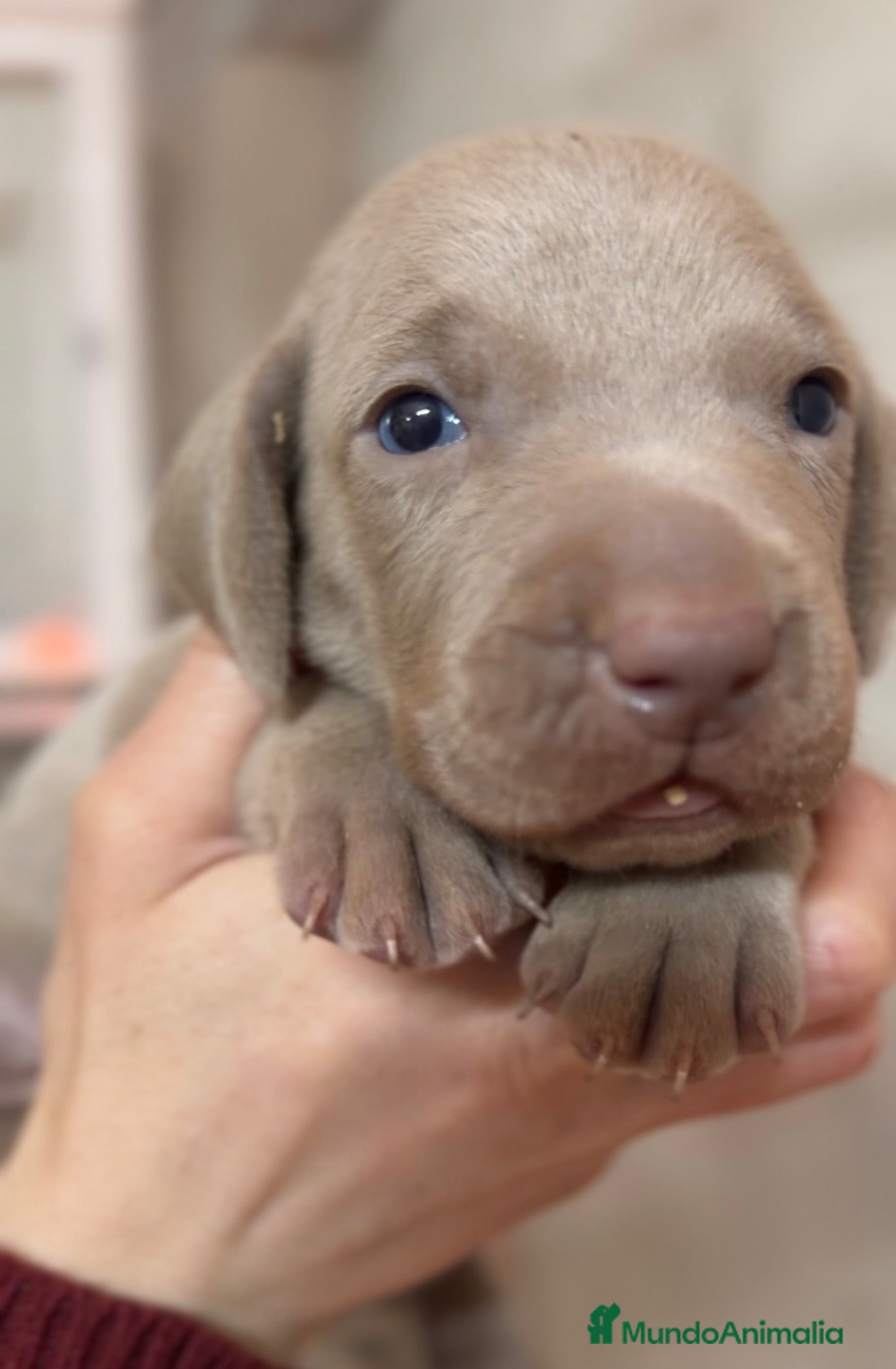 Weimaraner perros Braco de Weimar hembra  - Anuncio 2