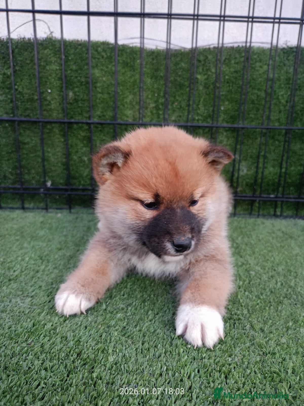 Shiba Inu perros SHIBA INU - Anuncio 1