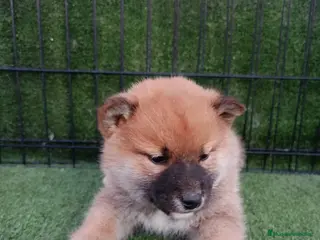 Shiba Inu perros SHIBA INU - Anuncio 1