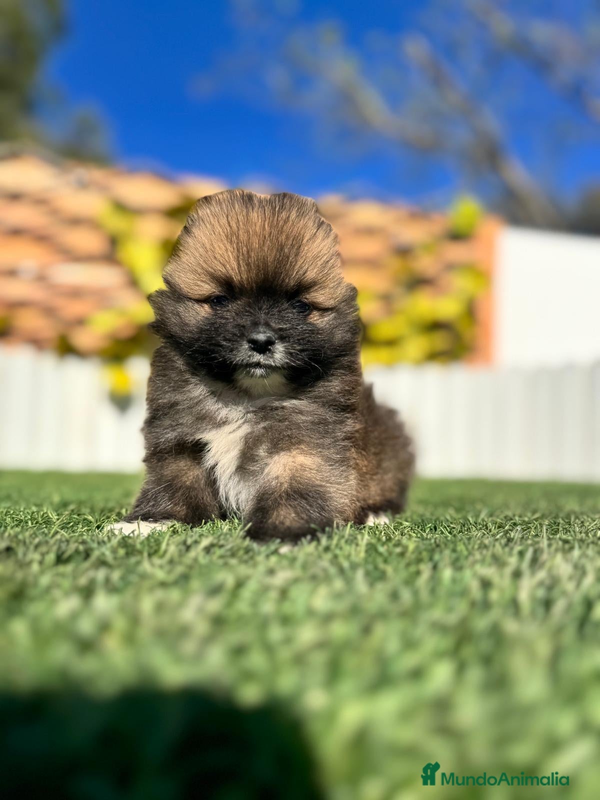 Pomerania perros POMERANIA MACHO - Anuncio 2