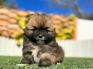 Pomerania perros POMERANIA MACHO - Anuncio 2