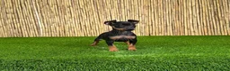 Pinscher Miniatura perros en venta: PINSCHER MINIATURA - Anuncio 2