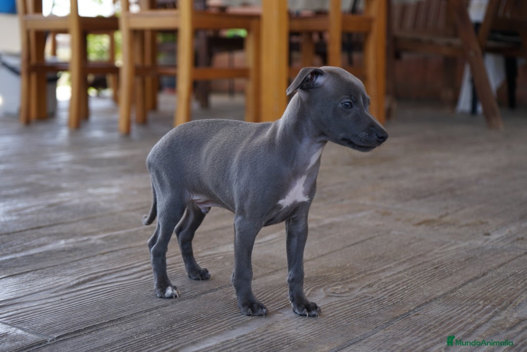 Pequeño Lebrel Italiano perros en venta: 🌟 Sirius y Selena – Galgos italianos blue 🌟 - Imagen 8