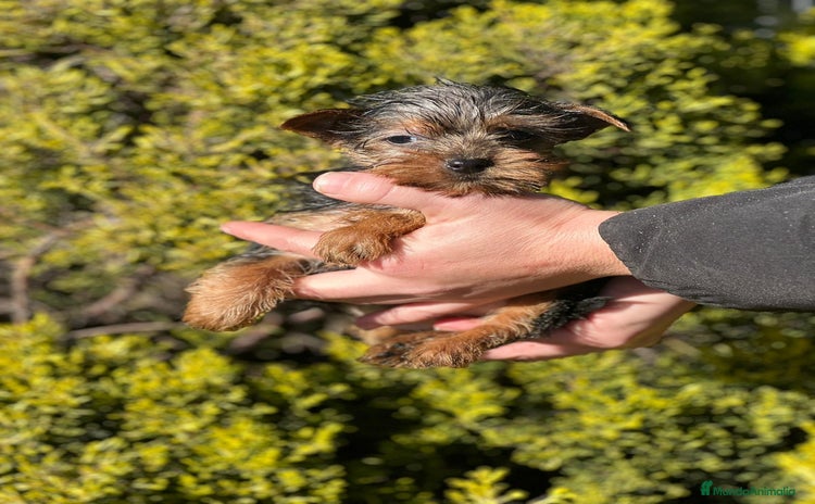 Yorkshire Terrier perros en Barcelona - Propaganda 2