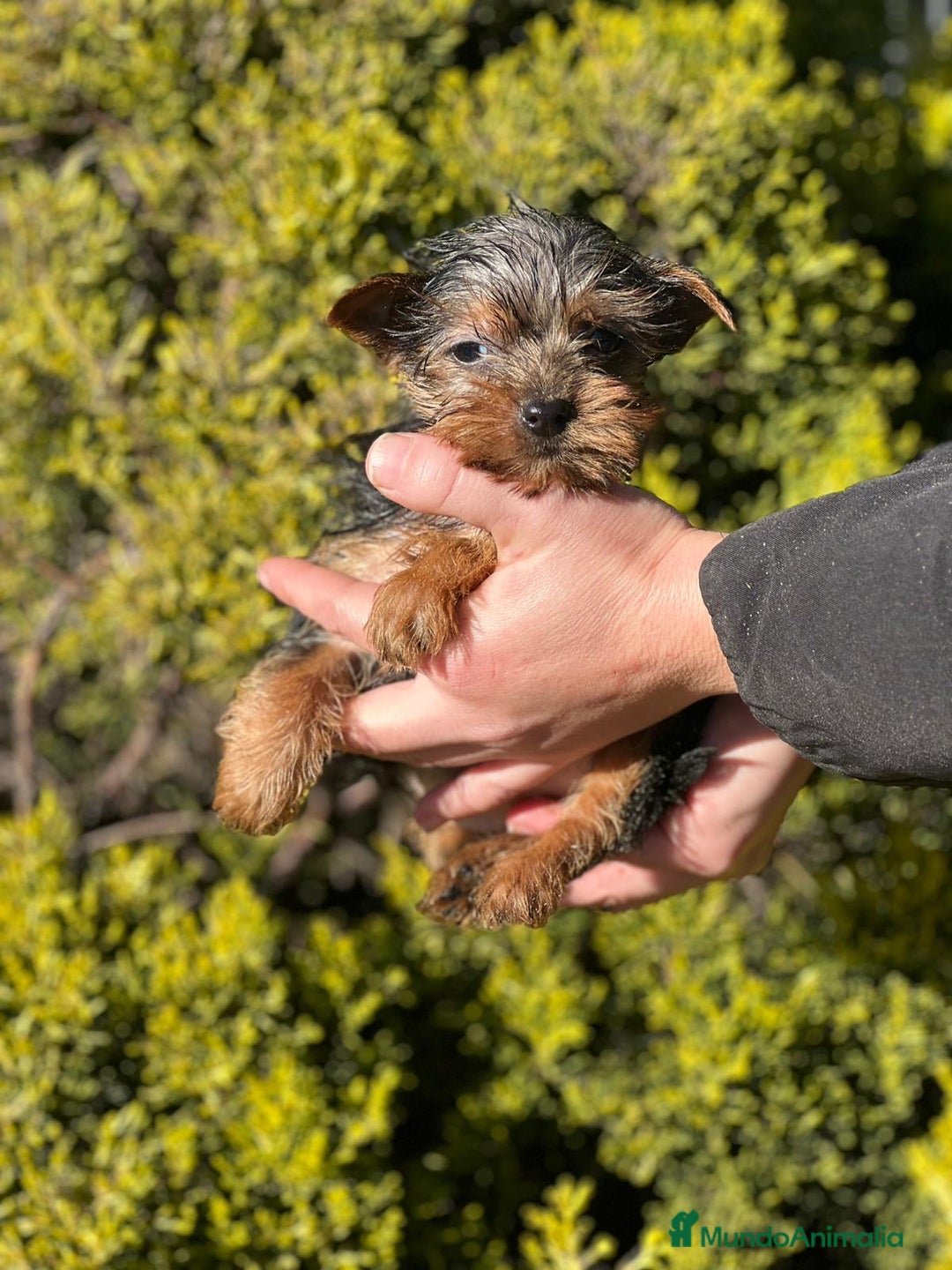 Yorkshire Terrier perros en venta: Yorkshire hembra micro  en Barcelona - Imagen 1