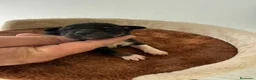 Pinscher Miniatura perros en venta: Rateros murcianos mini Pinscher  - Anuncio 3