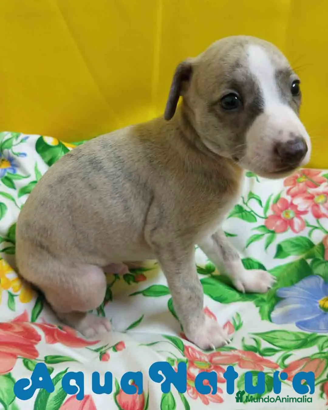 Pequeño Lebrel Italiano perros en venta: Lebrel Italiano Macho 4291 AQUANATURA - Anuncio 8