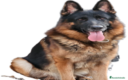 Pastor Alemán perros en venta: Espectaculares pastores alemanes  - Imagen 1