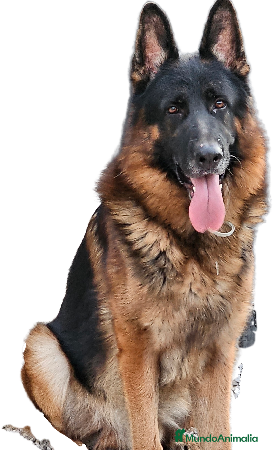 Pastor Alemán perros en venta: Espectaculares pastores alemanes  - Imagen 1