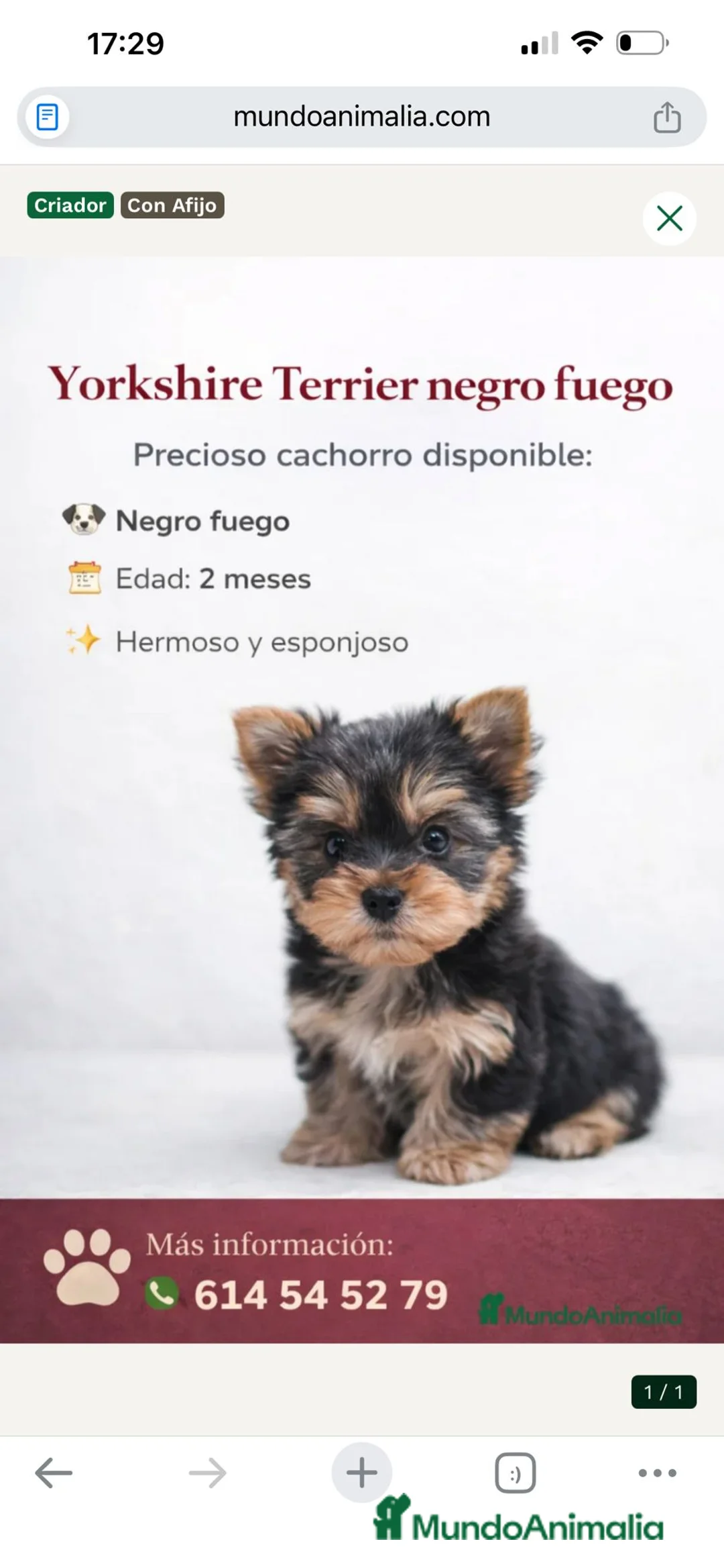 Yorkshire Terrier perros en venta: YORKSHIRE MACHO - 550# - Anuncio 1
