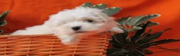 Bichón Maltés perros en venta: DECEPCIONANTES BICHON MALTES COREANO  - Anuncio 18