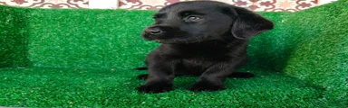 Labrador Retriever 4