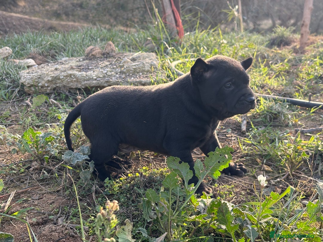 Thai Ridgeback Dog perros en venta: 🐕🐾🐾 Thai Ridgeback Dog - Exclusividad Absoluta! - Anuncio 6