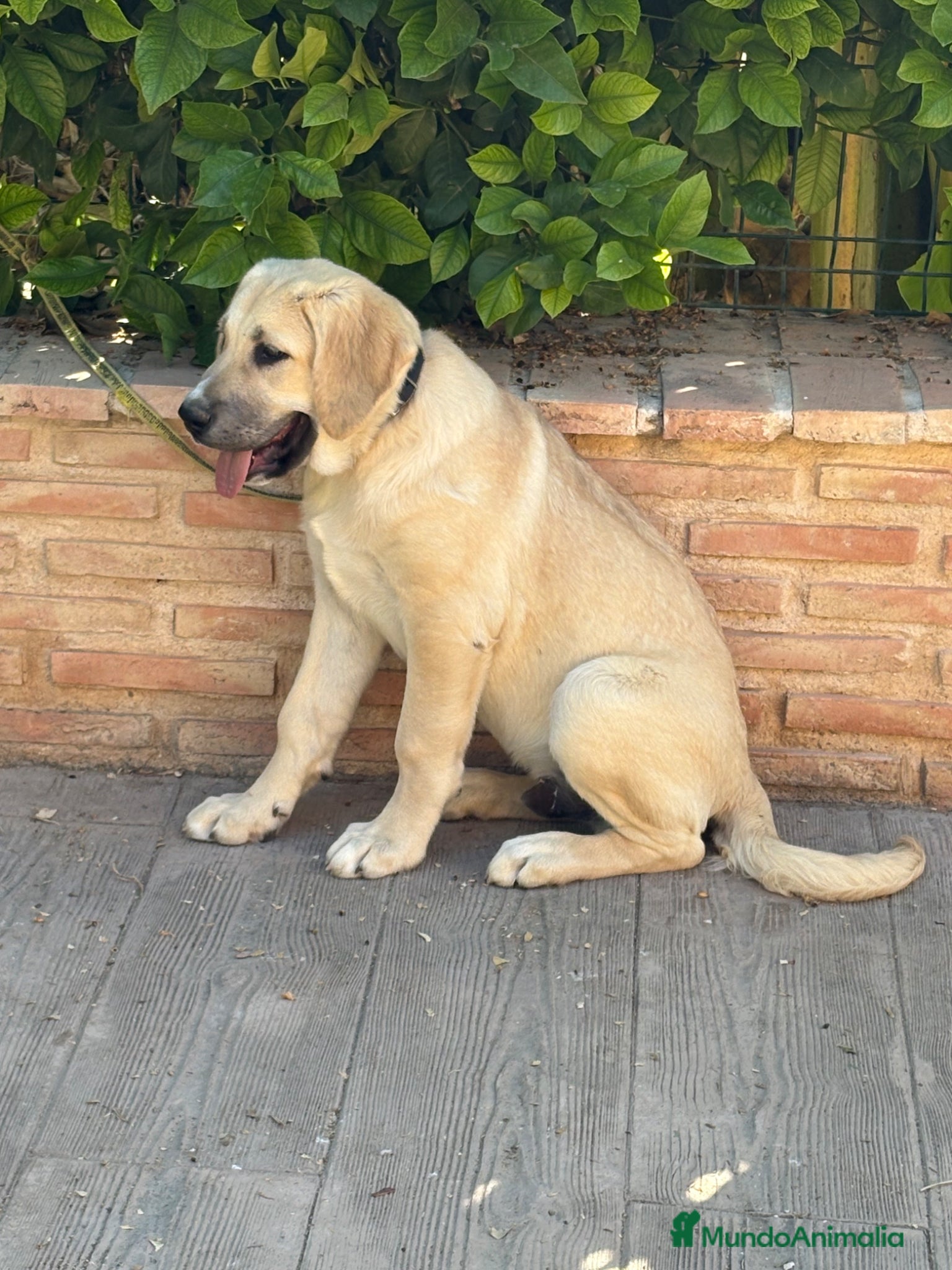 Pastor de Asia Central perros Cachorro macho Alabai 3 meses  - Anuncio 19