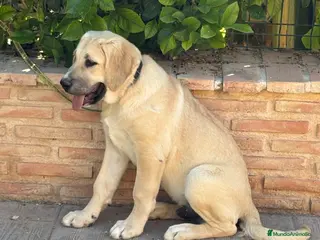 Pastor de Asia Central perros Cachorro macho Alabai 3 meses - Anuncio 19