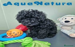 Caniche Enano perros en venta: Caniche Hembra CJMM 4801 AQUANATURA - Imagen 6