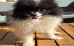 Pomerania perros en venta: Lulu pomerania MICRO TOY  - Imagen 7