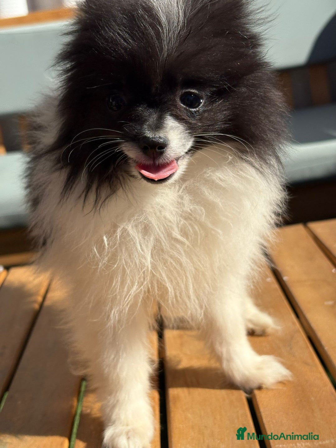 Pomerania perros en venta: Lulu pomerania MICRO TOY  - Imagen 7