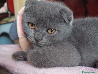Scottish Fold gatos Scottish fold Blue Macho precioso disponible - Anuncio 2