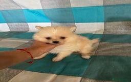 Pomerania perros en venta: Pomeranias - Imagen 6
