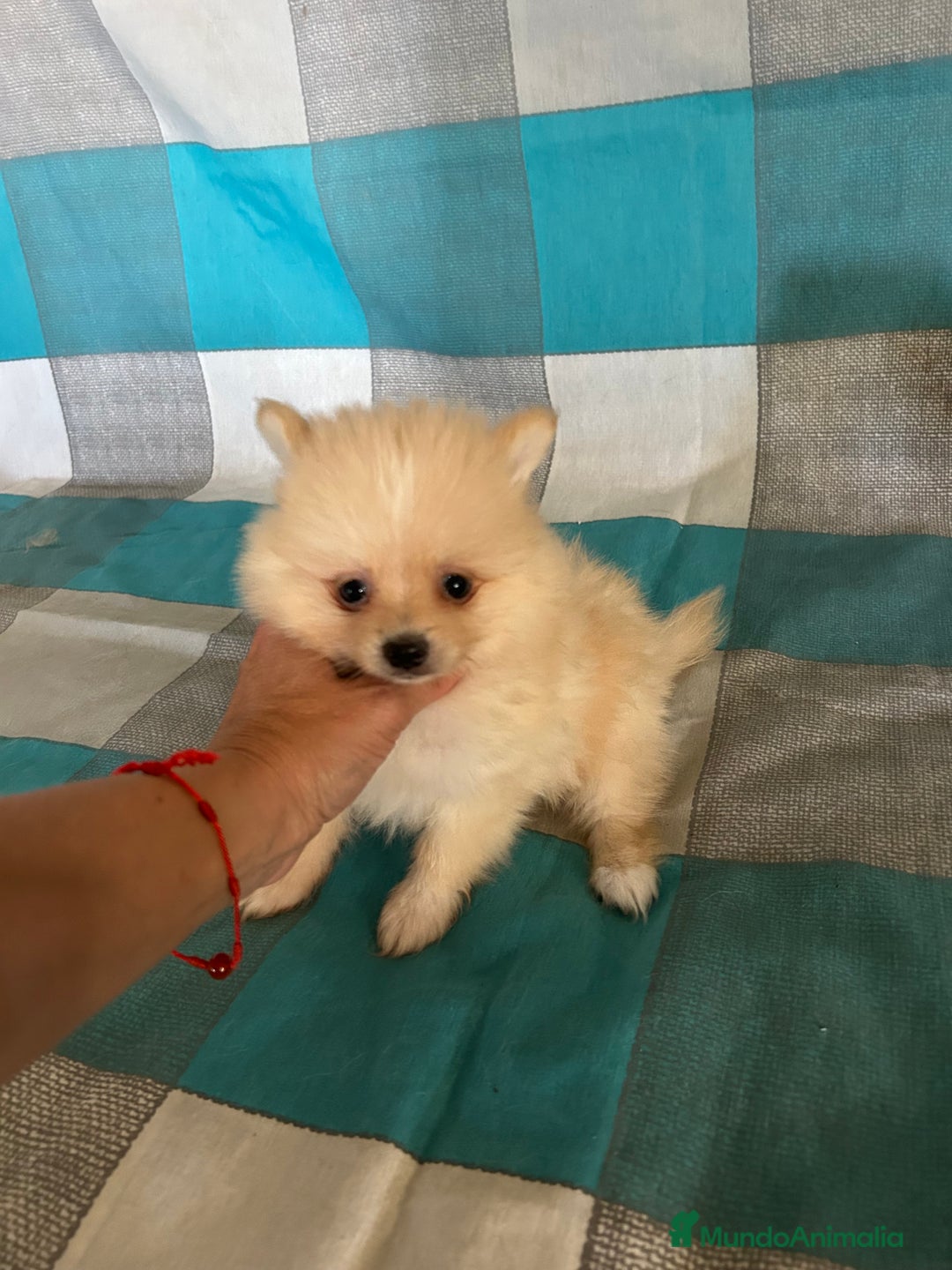 Pomerania perros en venta: Pomeranias - Imagen 6