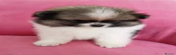 Pomerania perros en venta: Pomerania TOY Muñecas ♂️♀️ - Anuncio 12