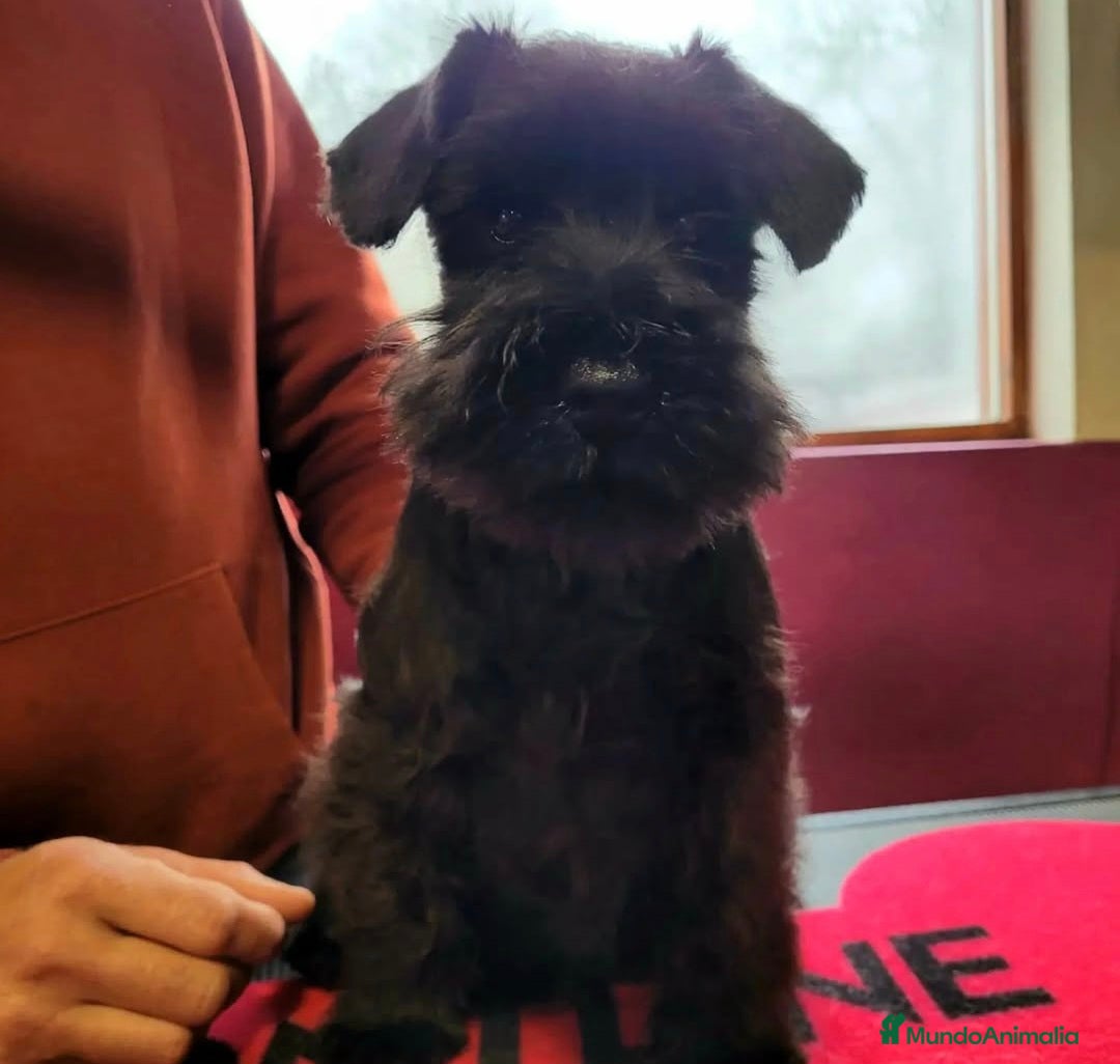 Schnauzer Miniatura perros SCHNAUZER MINIATURA NEGRO - Anuncio 1
