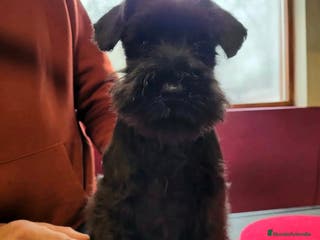 Schnauzer Miniatura perros SCHNAUZER MINIATURA NEGRO - Anuncio 1