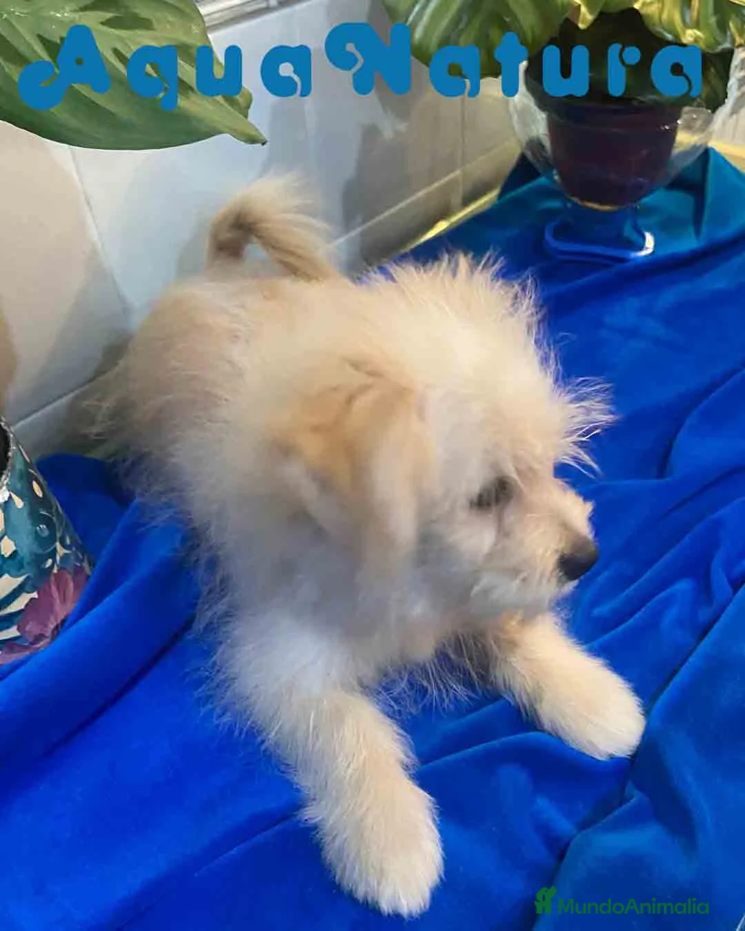 Raza Mixta perros en venta: Havapom Macho de Kyi Junior 4563 AQUANATURA - Anuncio 3