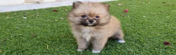 Pomerania perros en venta: Pomerania Toy Top  - Anuncio 21