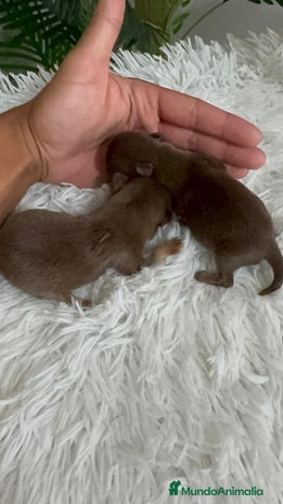 Chihuahua perros - Anuncio 19