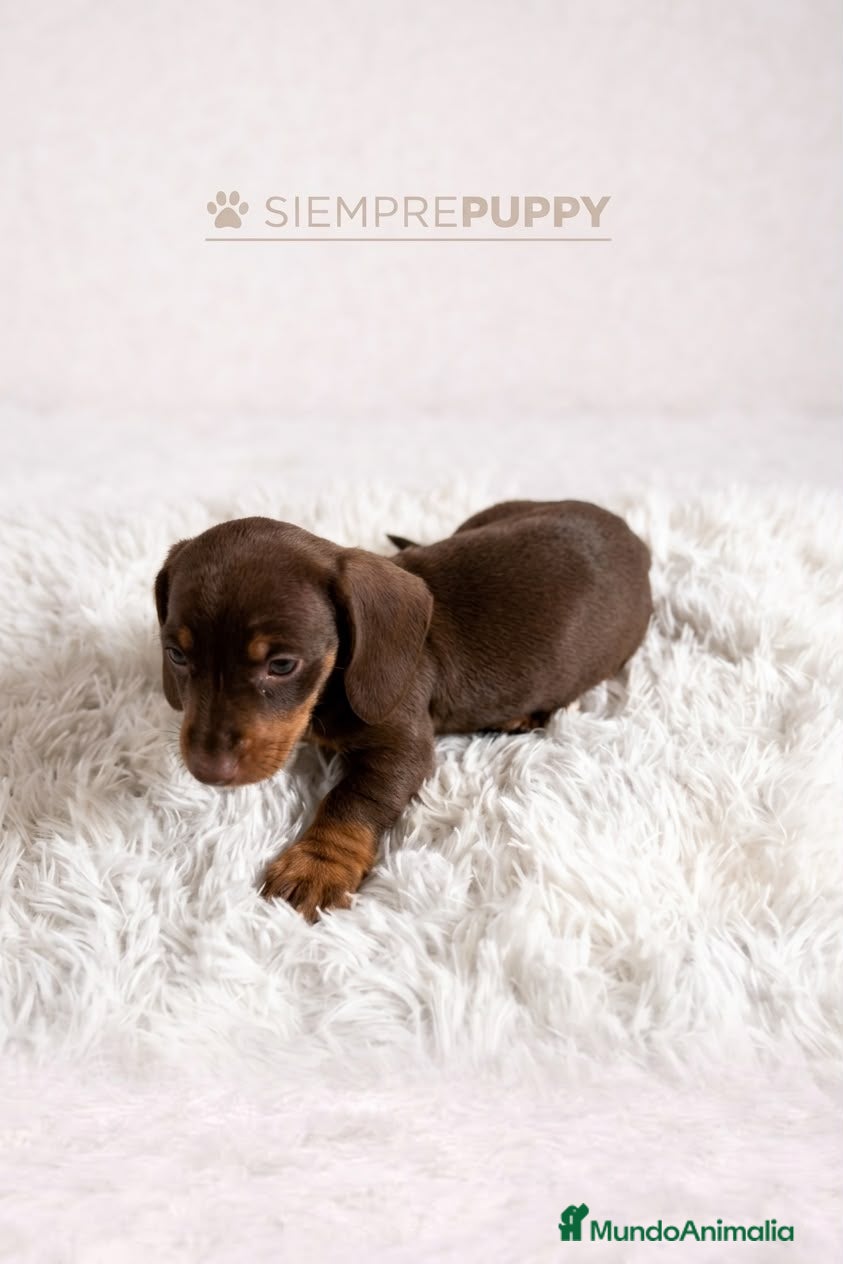 Teckel Miniatura perros TECKEL MINI CHOCOLATE - Anuncio 3