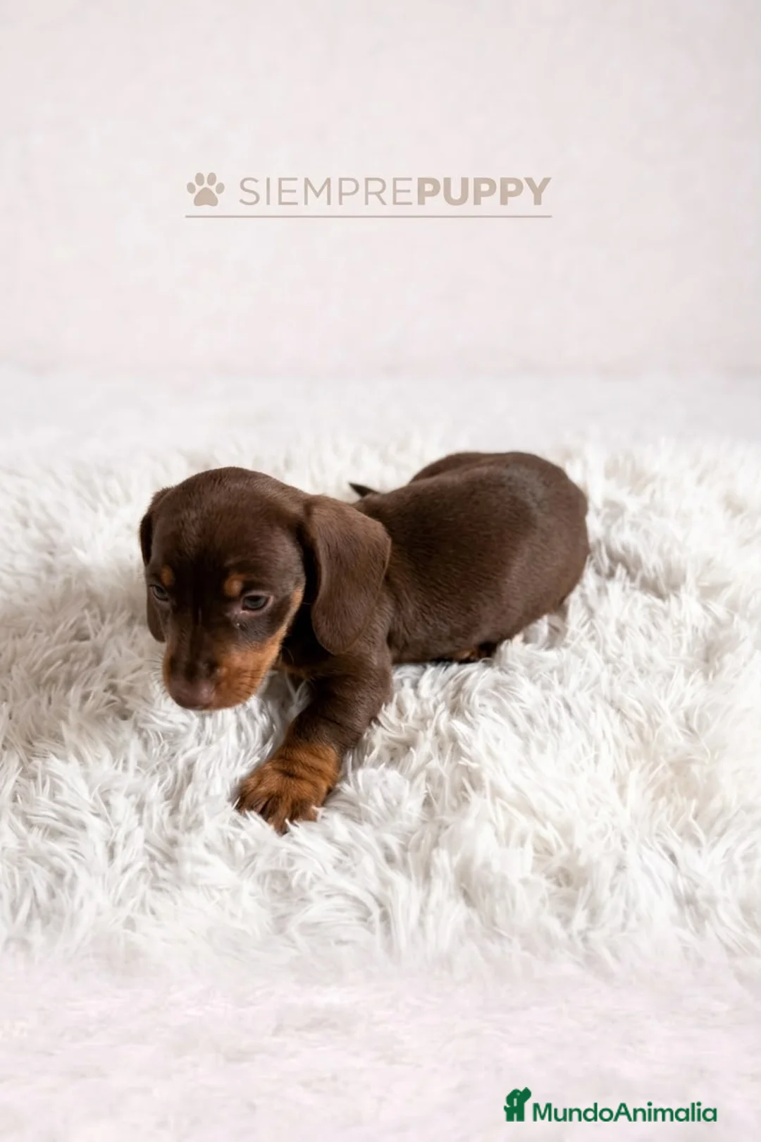 Teckel Miniatura perros en venta: TECKEL MINI CHOCOLATE - Anuncio 1