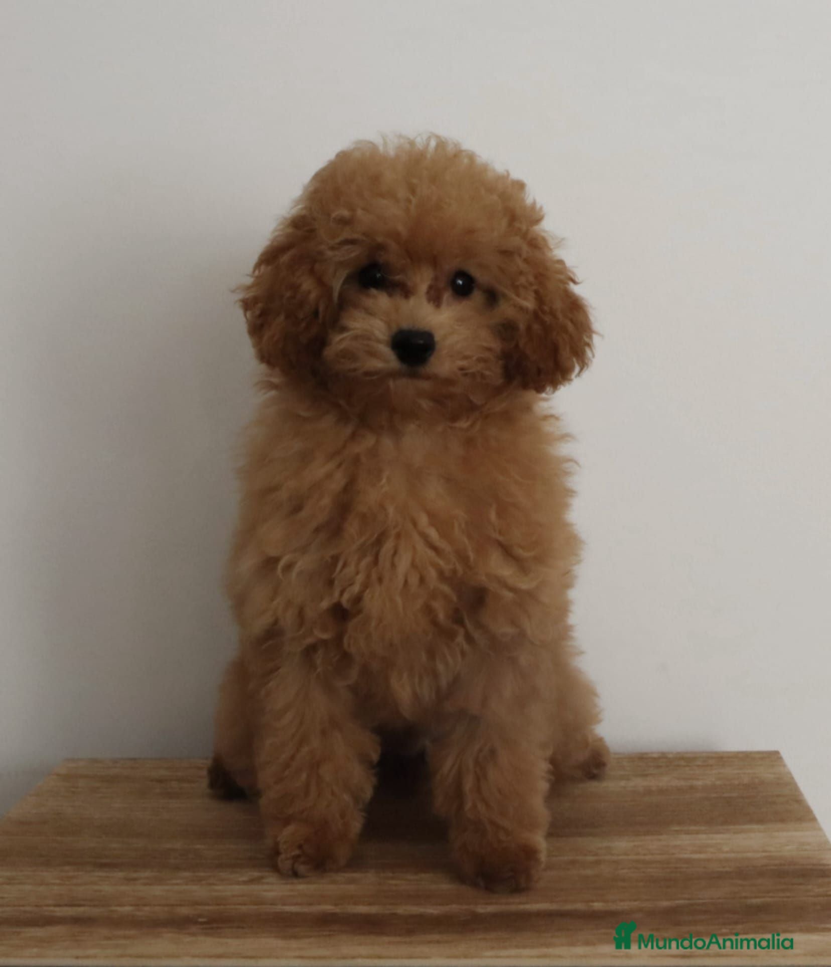 Caniche Toy perros Caniches toy machos - Anuncio 2