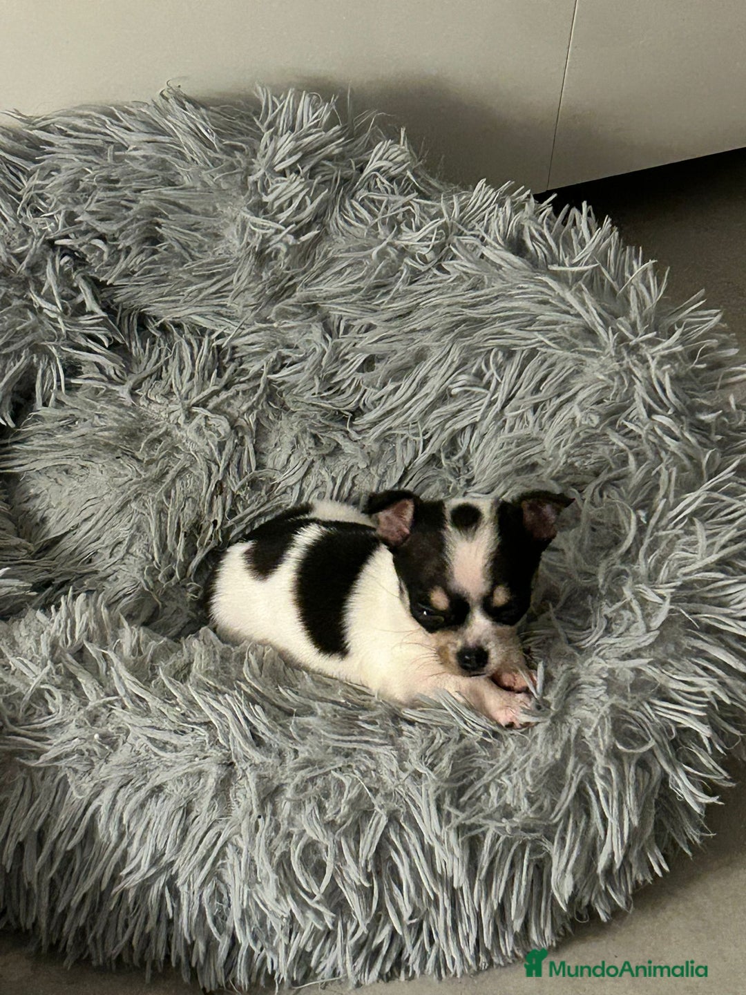 Chihuahua perros en venta: Chihuahua miniatura  - Anuncio 2