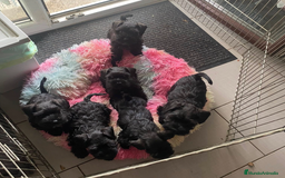 Schnauzer Miniatura perros en venta: Magníficos cachorros de Schanuzer miniatura negros - Imagen 3