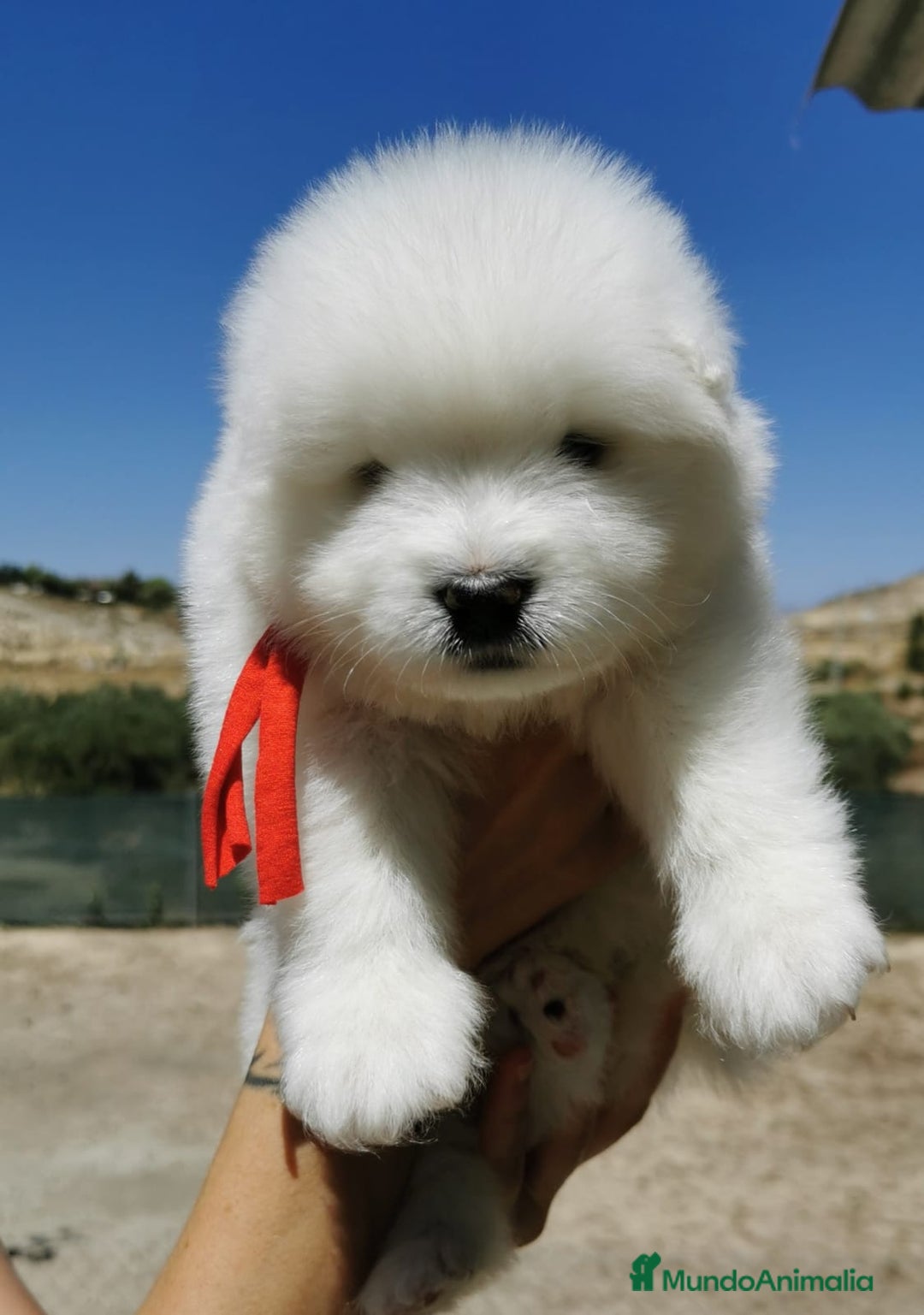 Samoyedo perros en venta: Cachorros de samoyedo - Anuncio 4