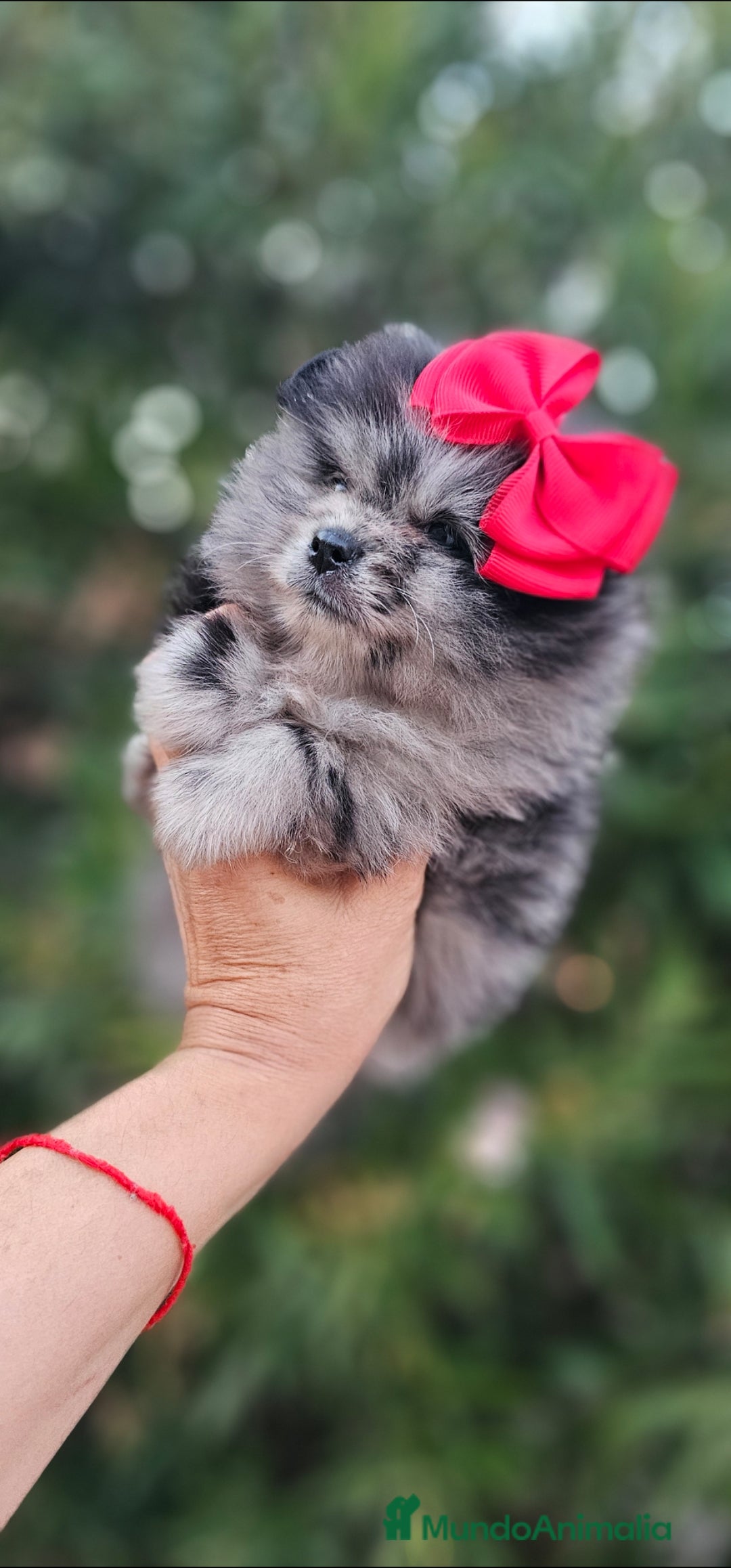Pomerania perros en venta: Bebés Pomerania exoticos - Imagen 10