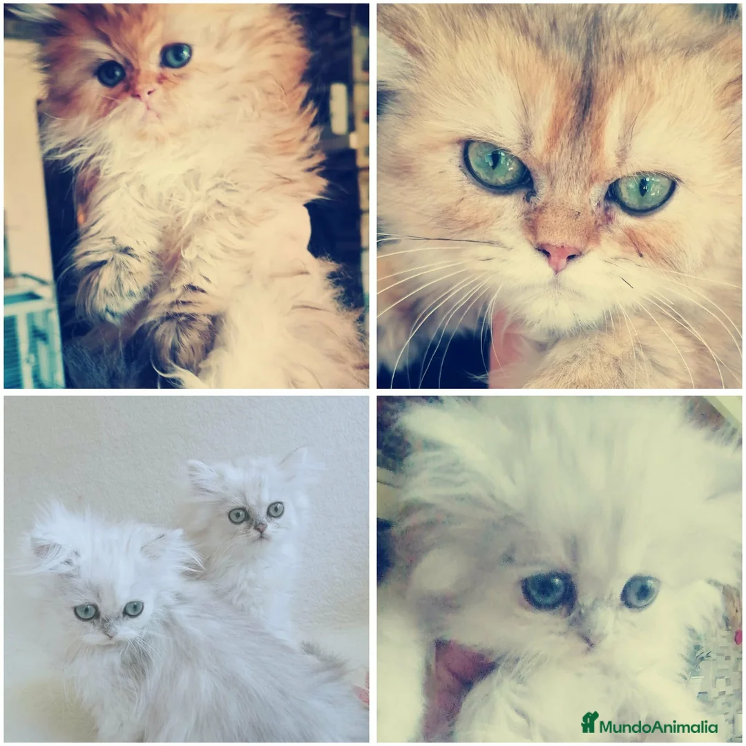 Persa gatos en venta: Persas Chinchillas - Anuncio 1